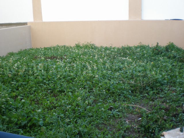 Jardim