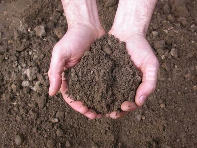 Terreno