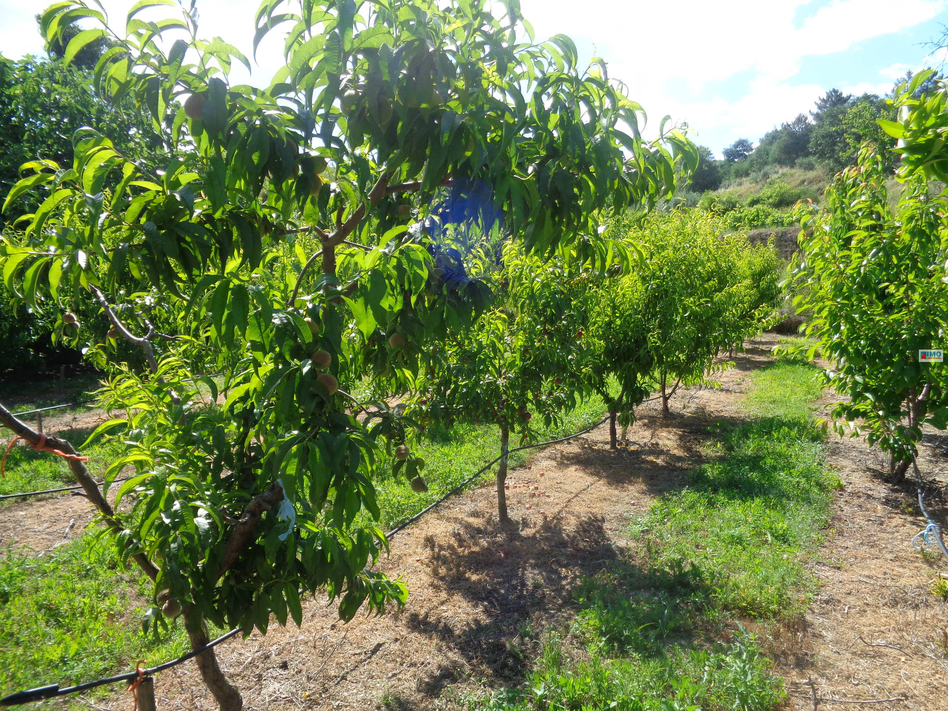 Quintinha - Vale Formoso