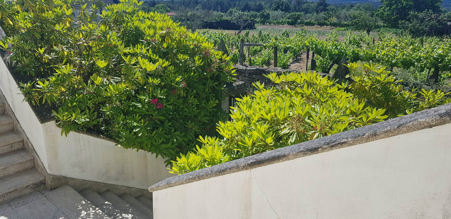 Guest House Brasonada com Yield Bruta de 9% (projectada)