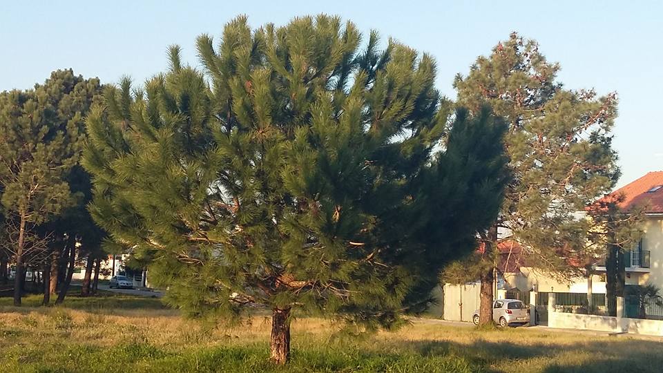 Maison jumelée 3 Chambre(s)