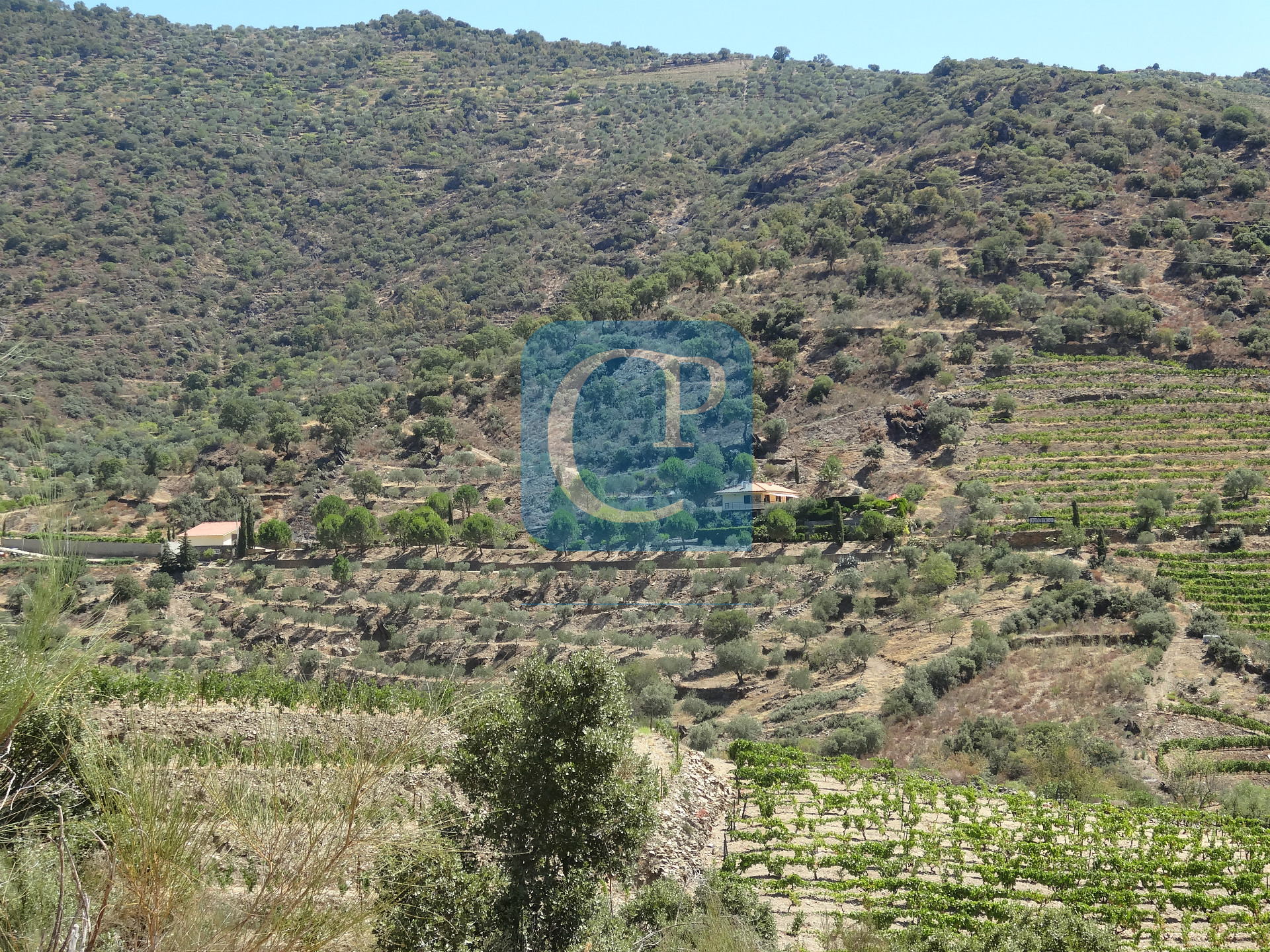 Quinta no Alto Douro Vinhateiro