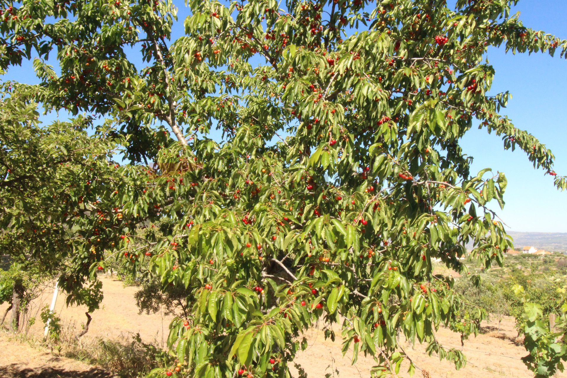 Quintinha T2+1 DUPLEX