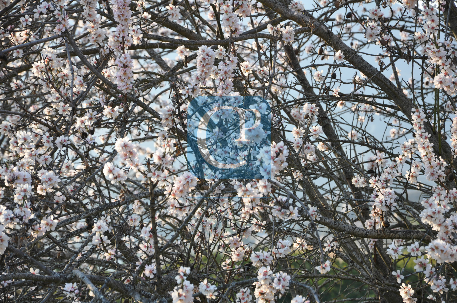 Quinta no Alto Douro Vinhateiro