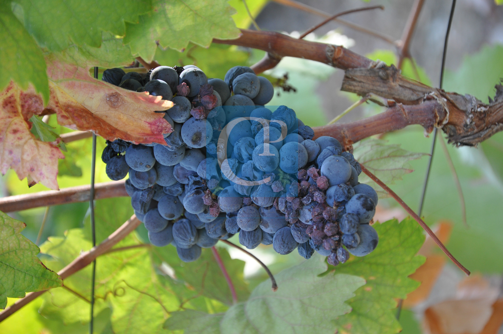 Quinta no Alto Douro Vinhateiro