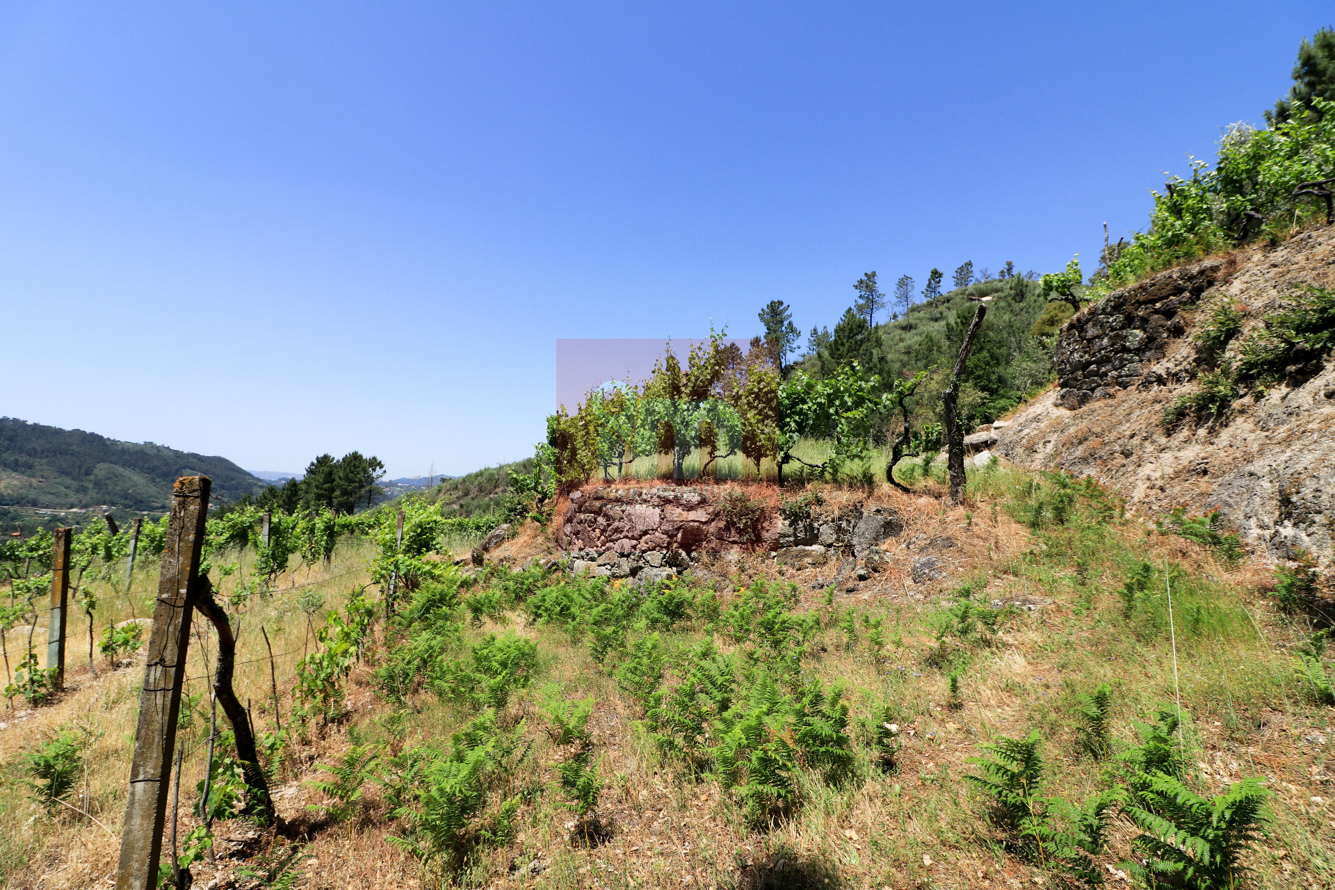 Herdade