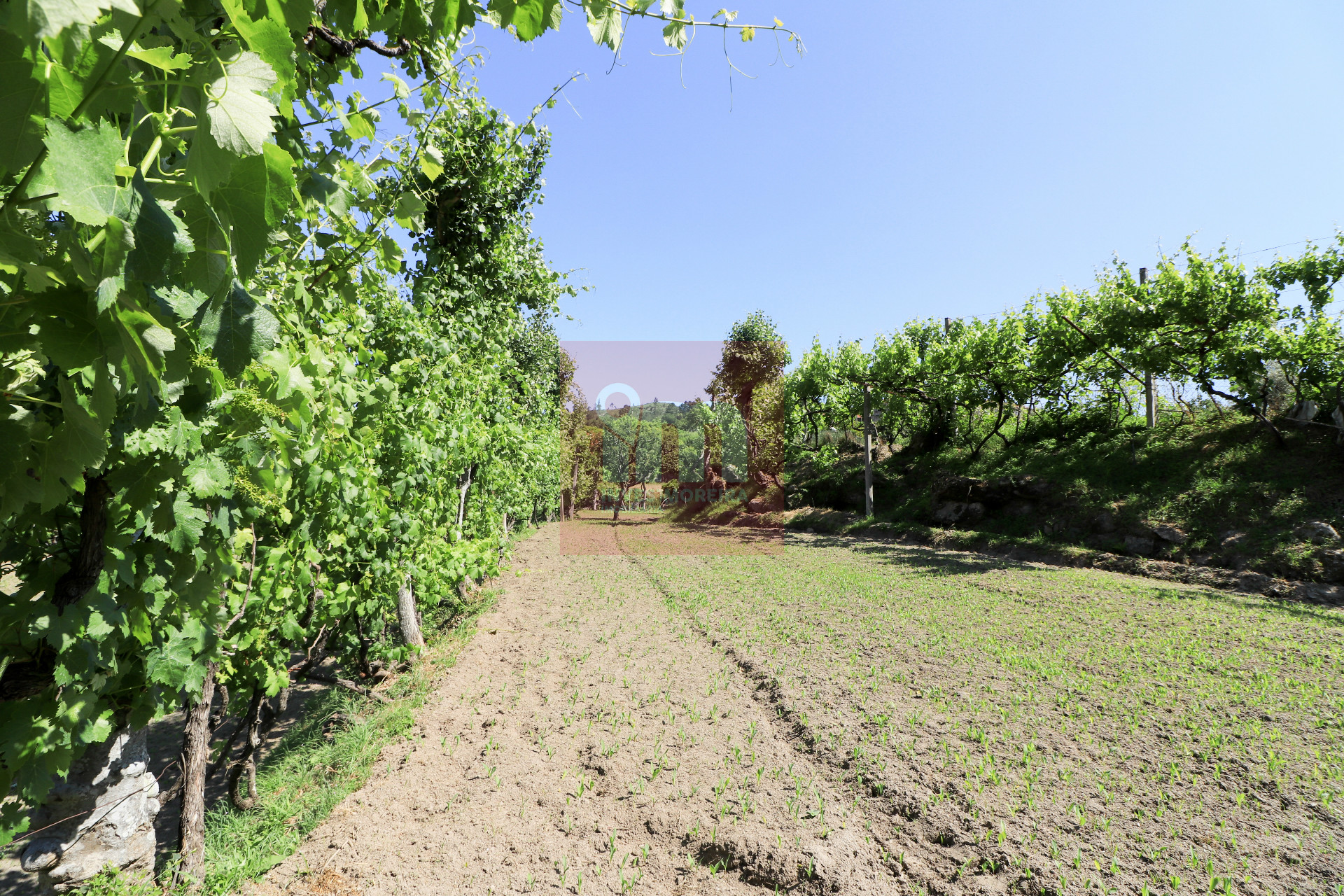 Herdade