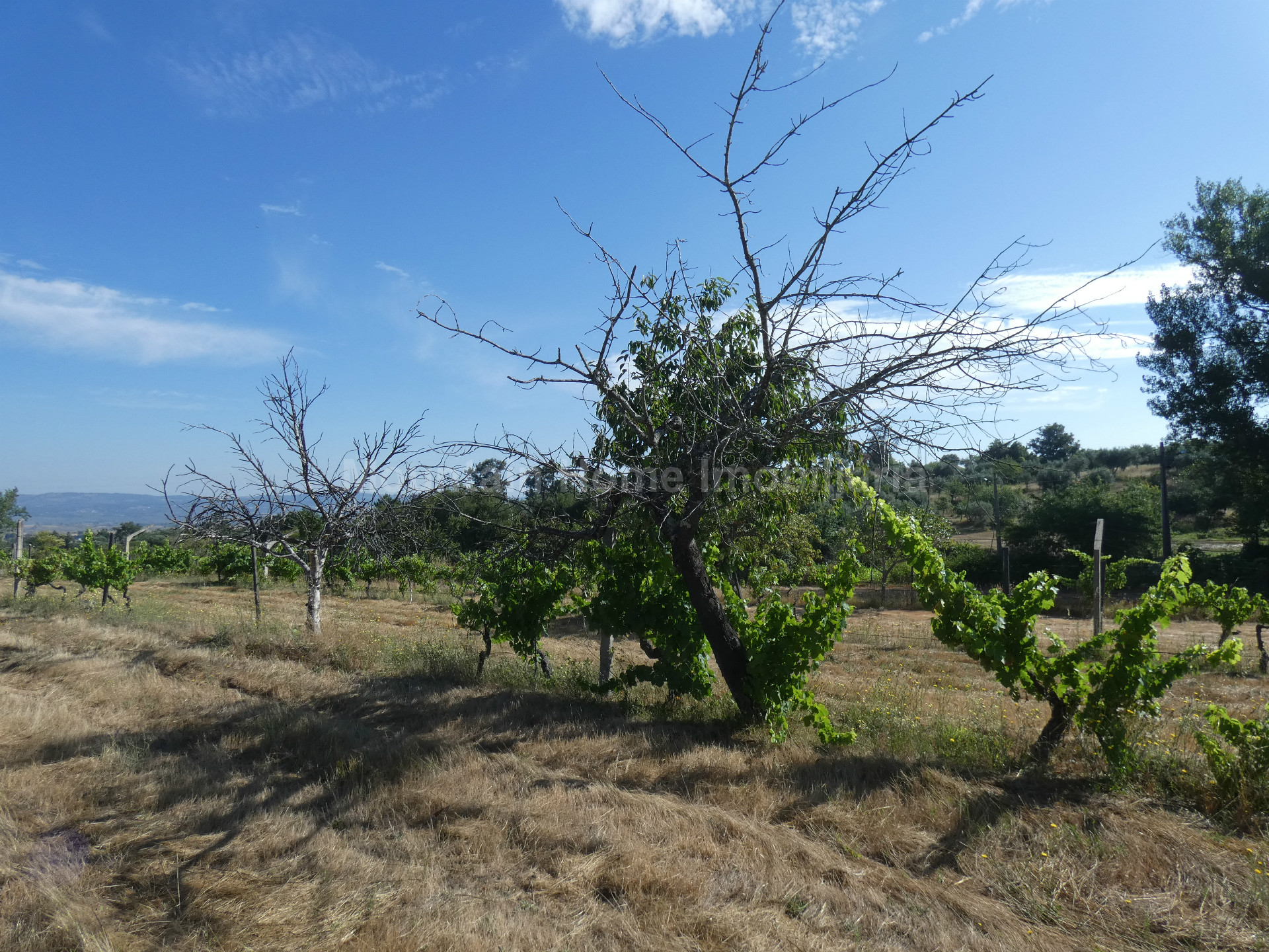 Terreno per Costruzione Monolocale
