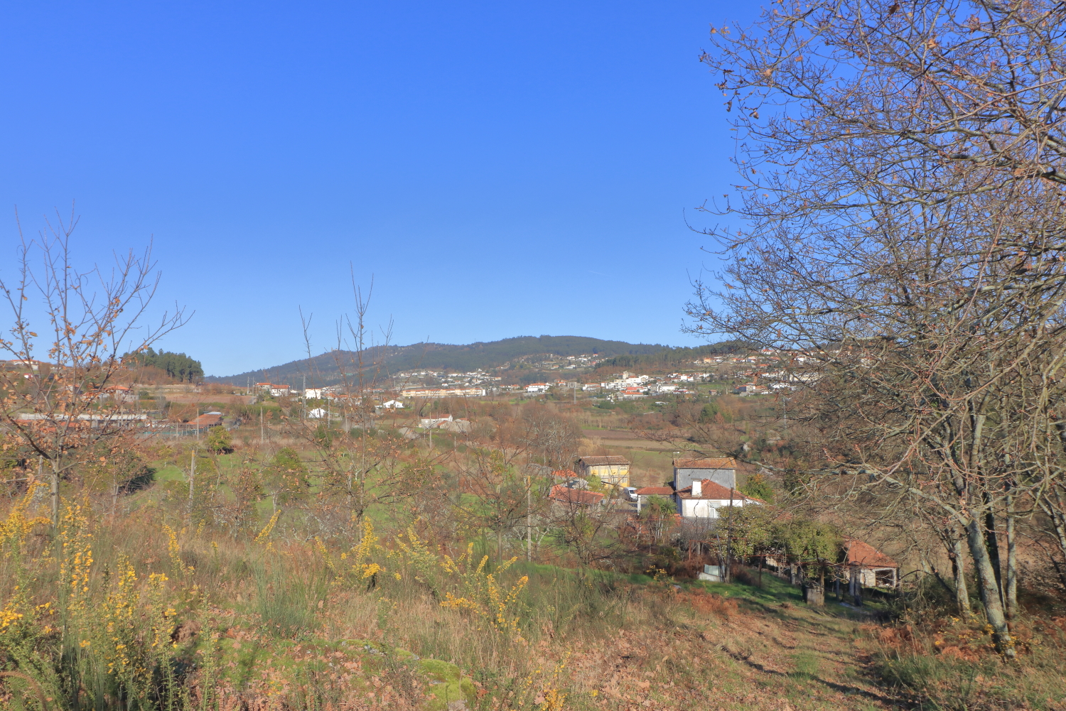 Quinta T5